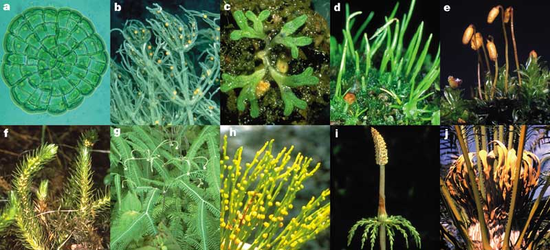 PBT /PBL/MBL 127 2.0 Plant Diversity